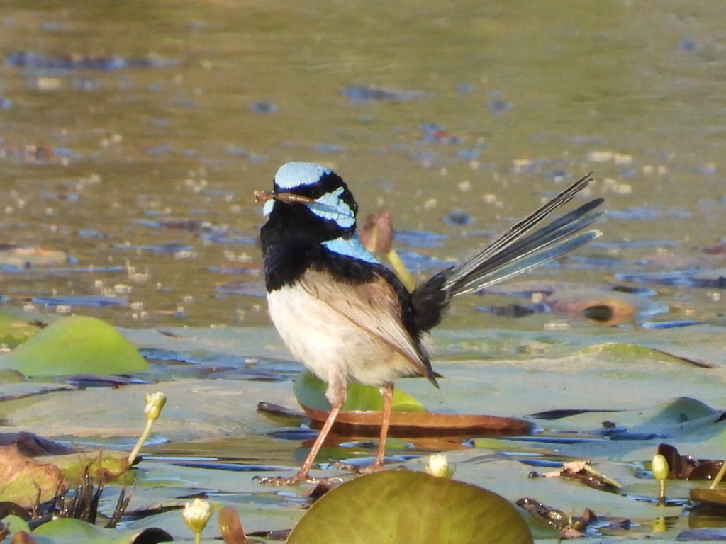 Superb Fairywren - ML642850172
