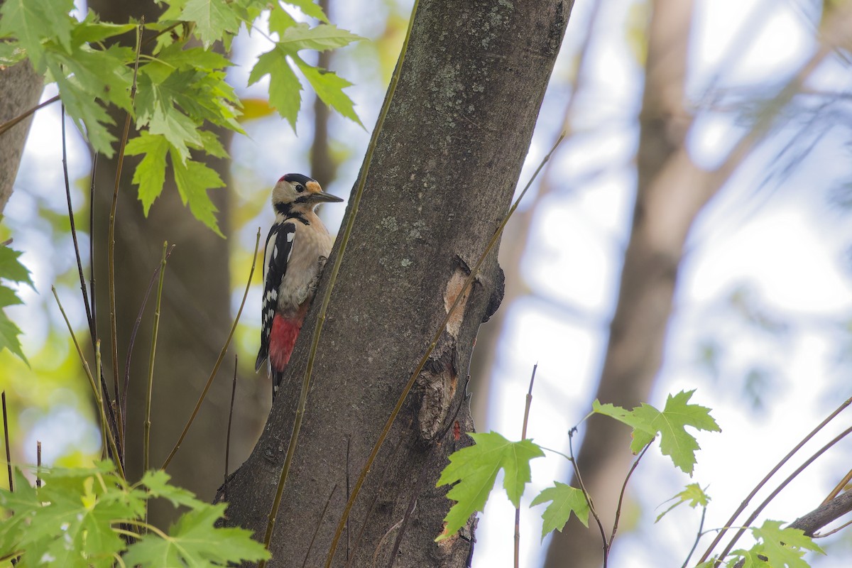 Syrian Woodpecker - ML642850211