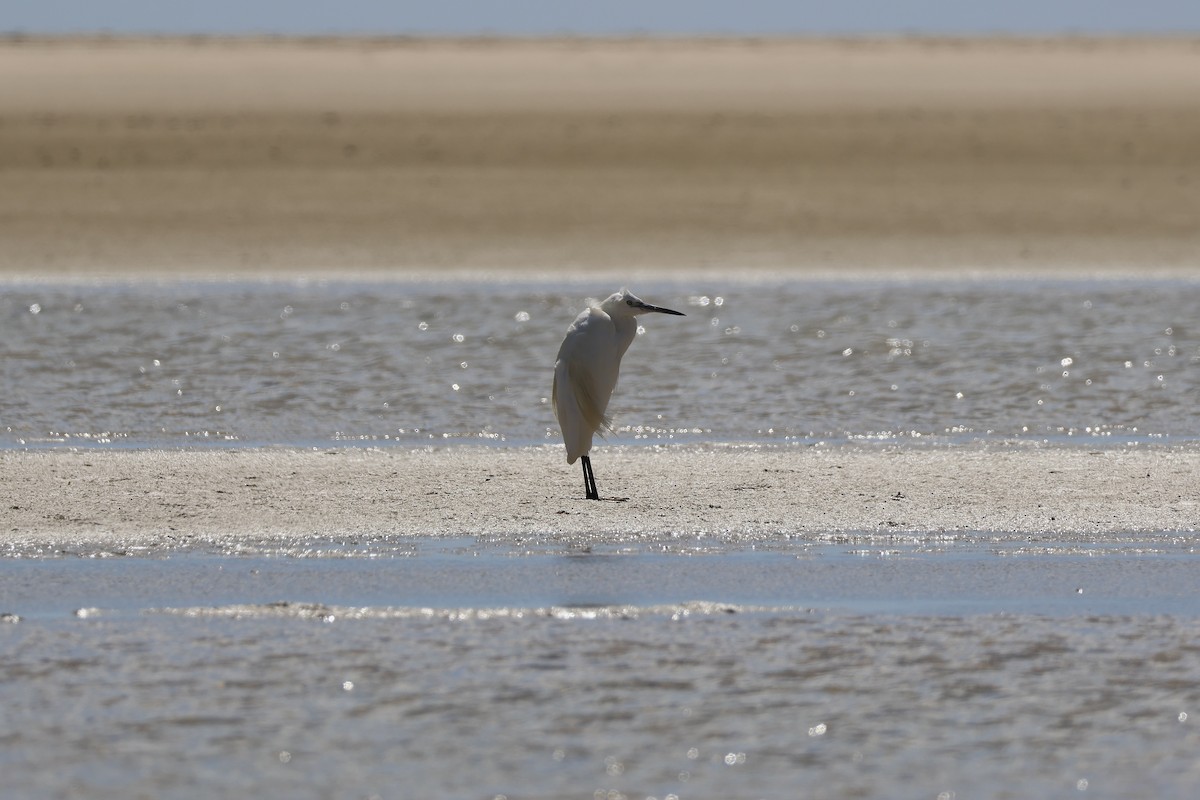 Little Egret - ML642850212