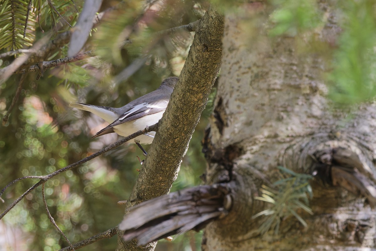 Collared Flycatcher - ML642850213