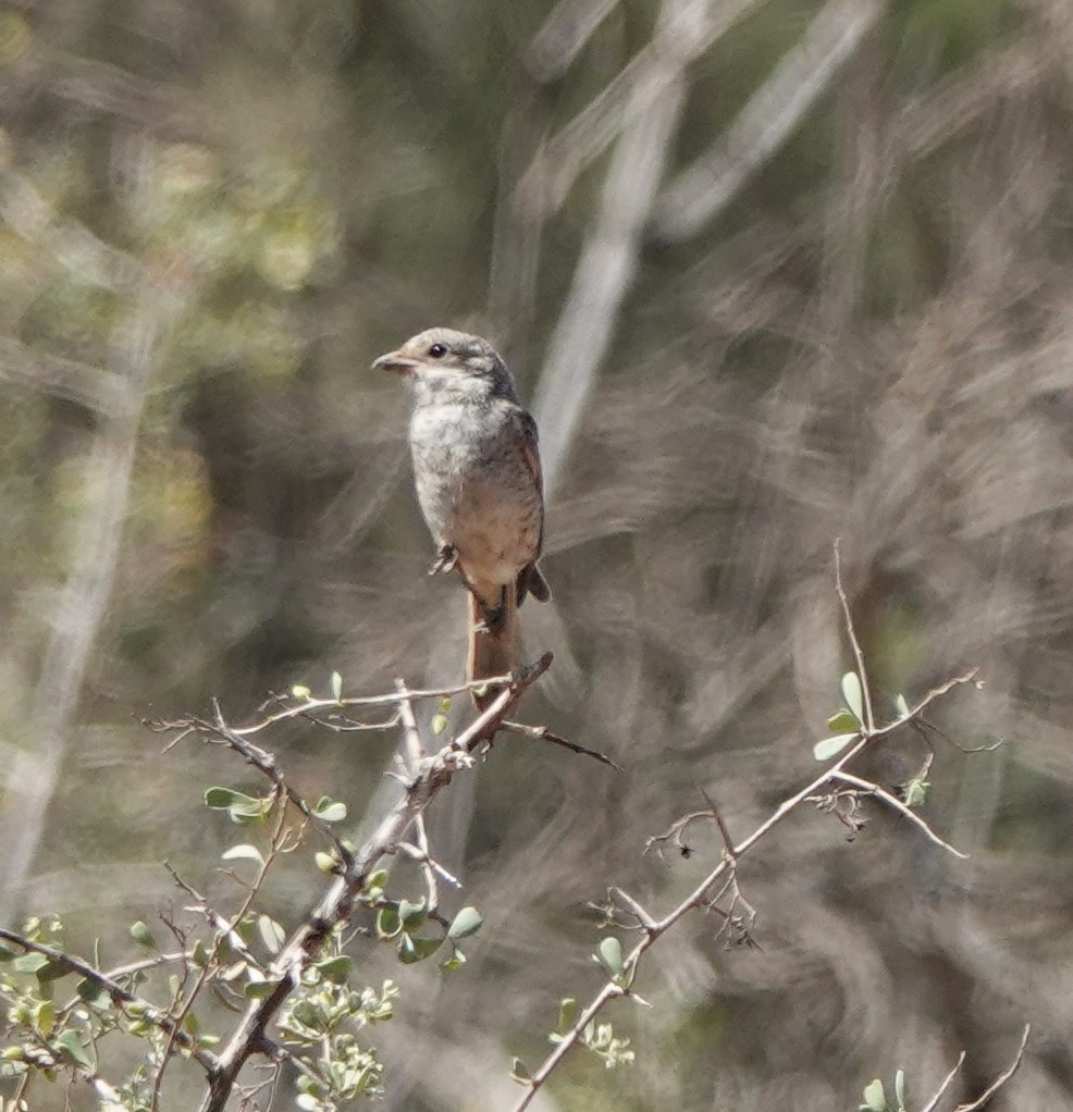 Woodchat Shrike - ML642850215