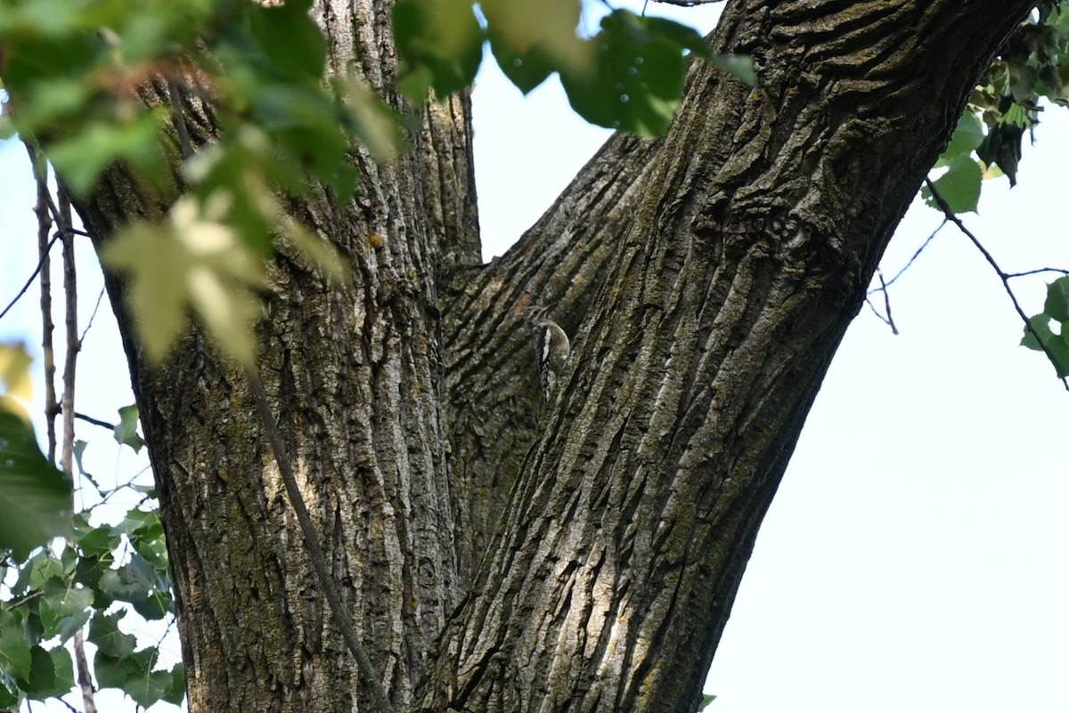 Yellow-bellied Sapsucker - ML642850216