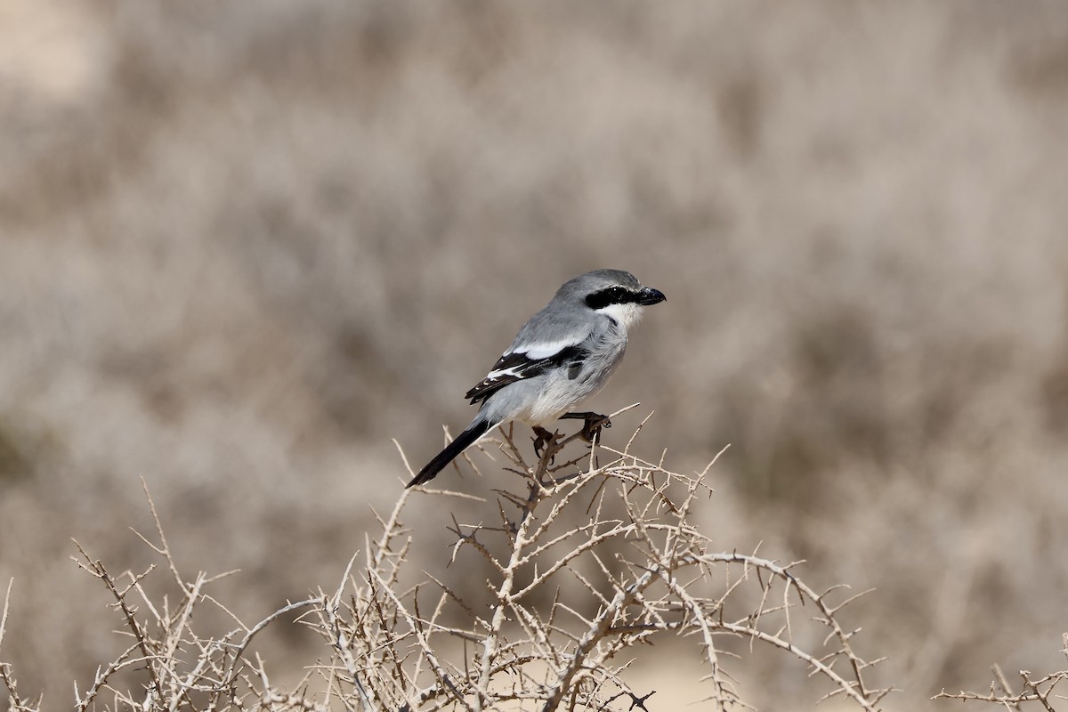 Great Gray Shrike - ML642850217