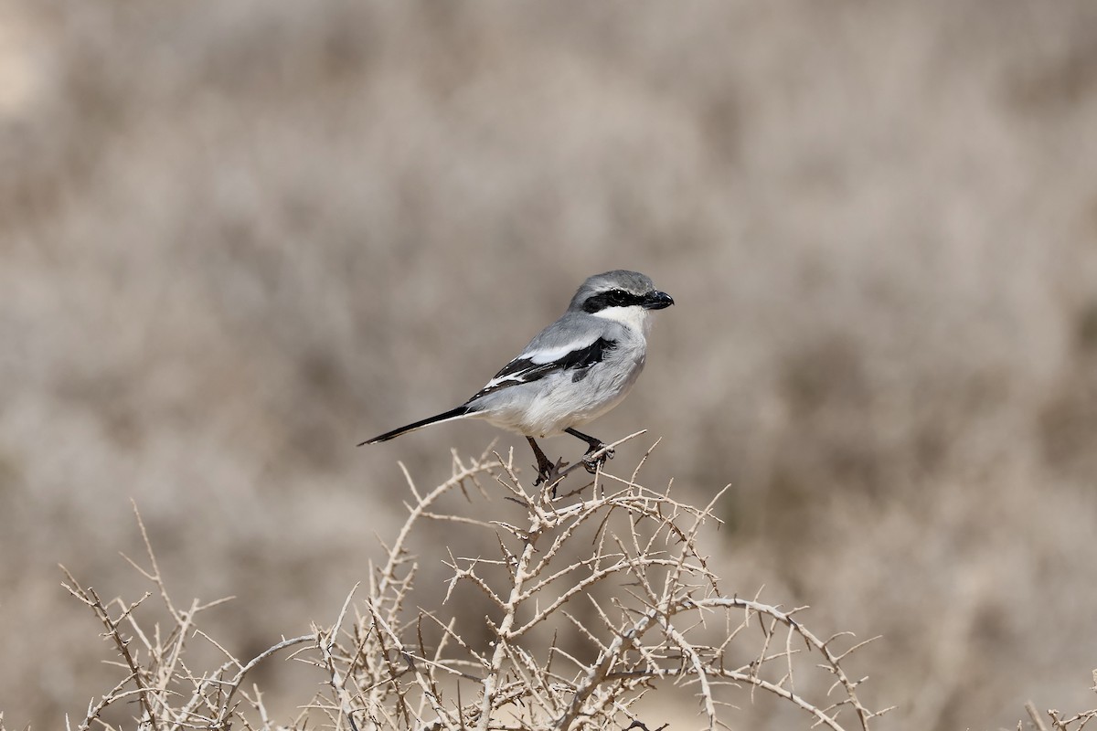 Great Gray Shrike - ML642850218