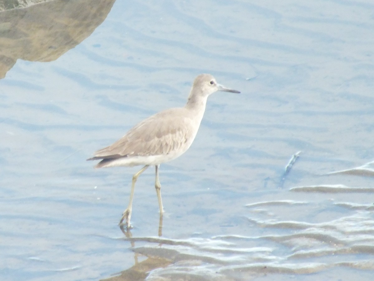 Willet - ML642850219