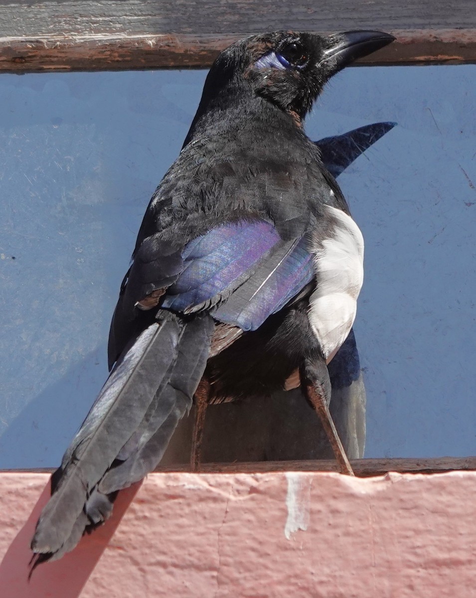 Maghreb Magpie - ML642850220