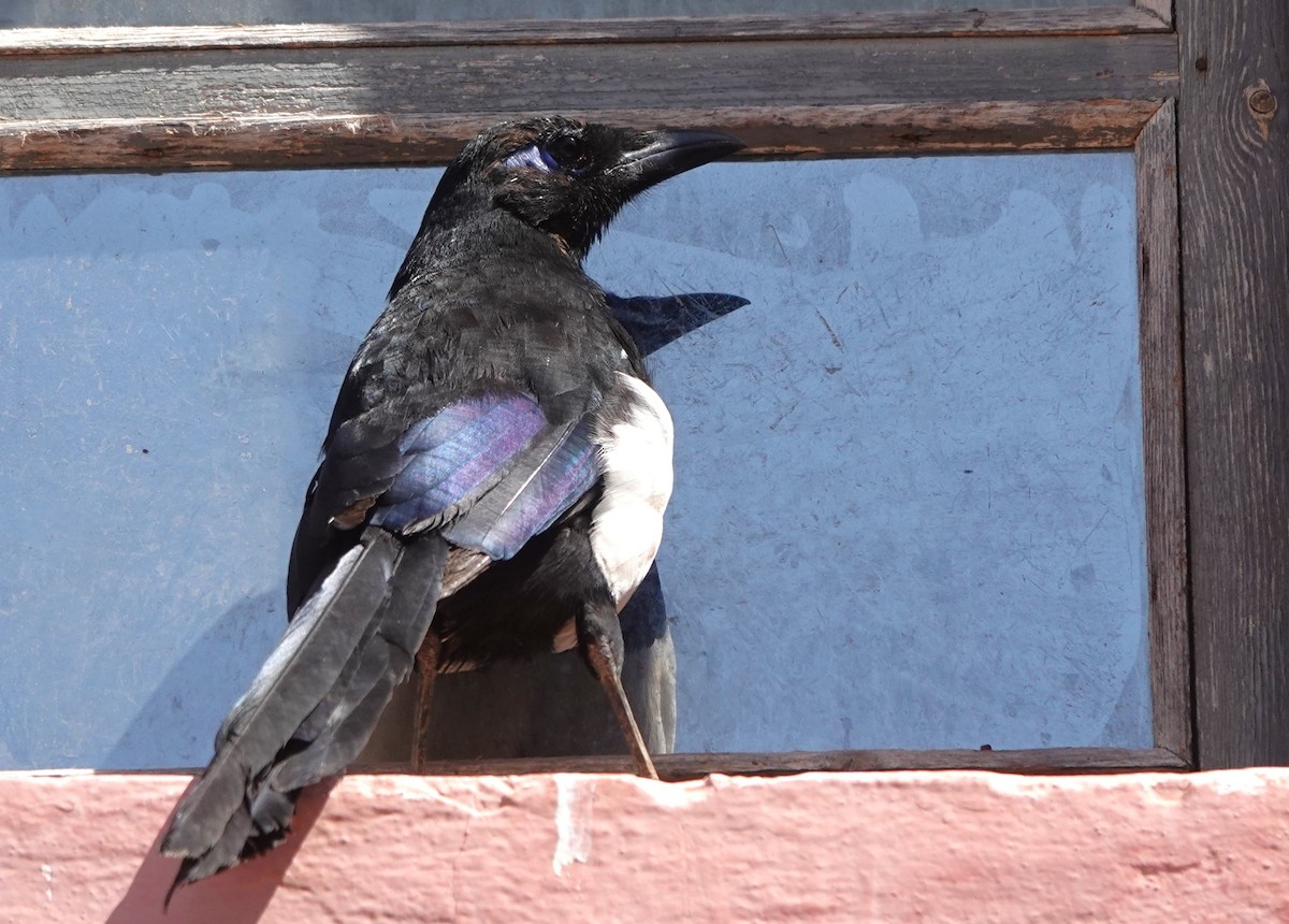 Maghreb Magpie - ML642850221