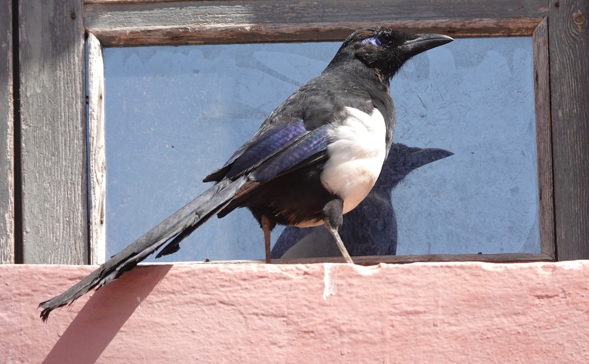 Maghreb Magpie - ML642850222