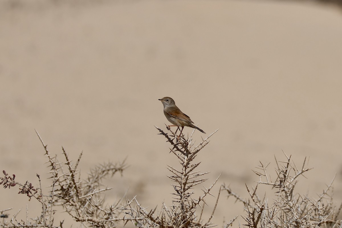 Spectacled Warbler - ML642850223