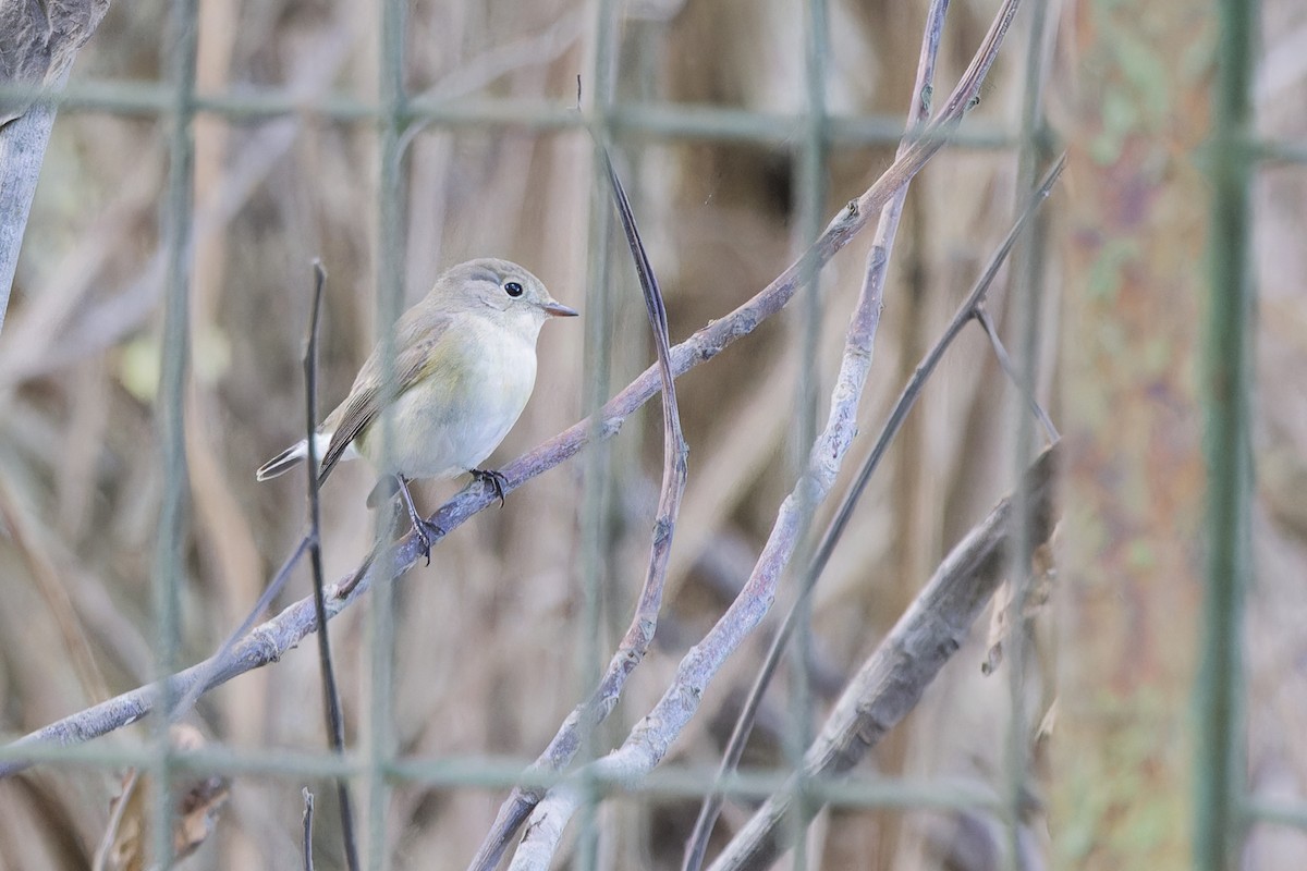 Red-breasted Flycatcher - ML642850226
