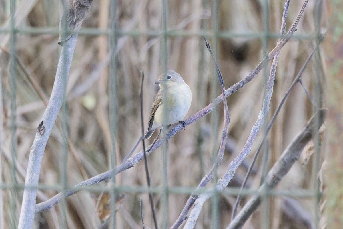 Red-breasted Flycatcher - ML642850227