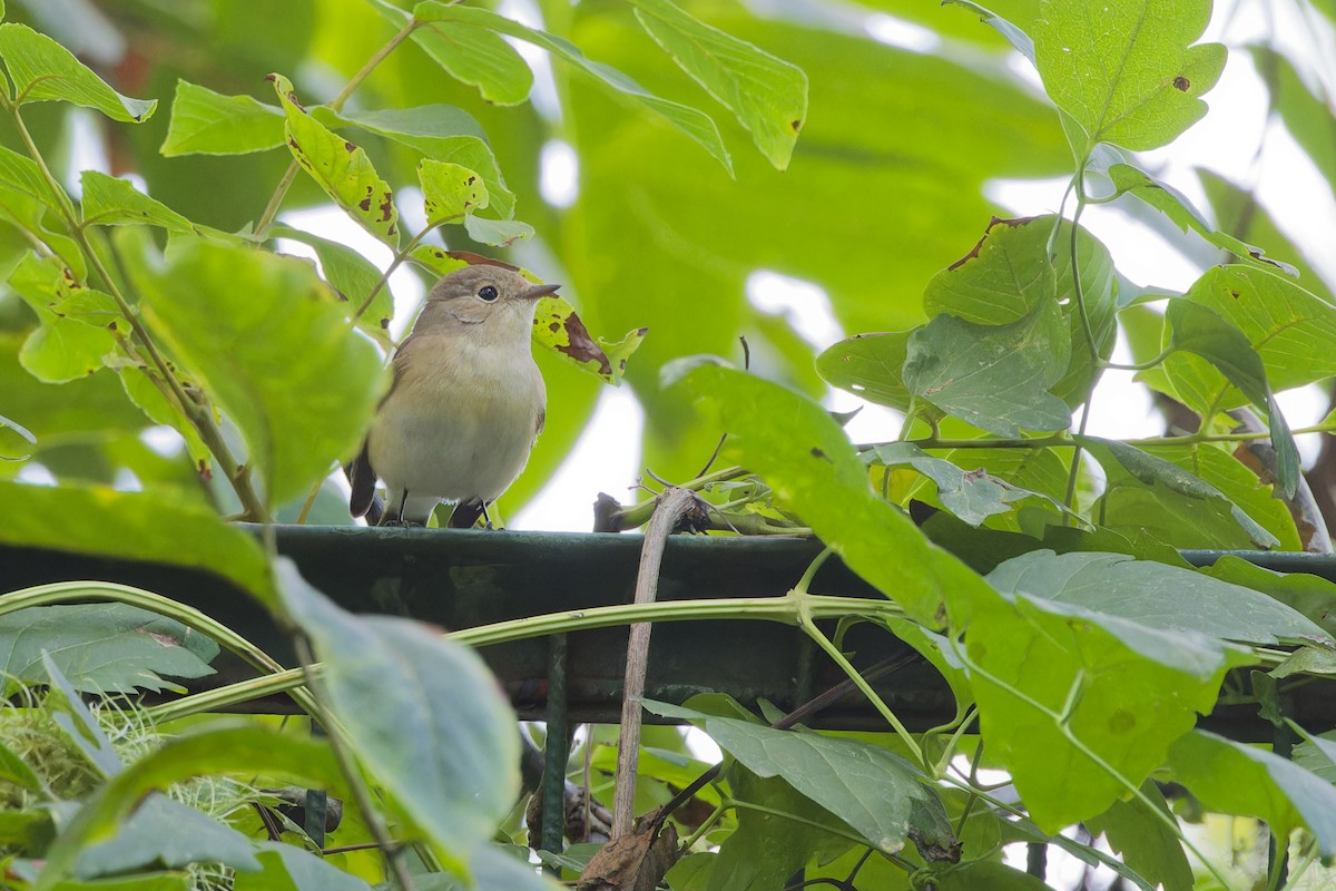 Red-breasted Flycatcher - ML642850228