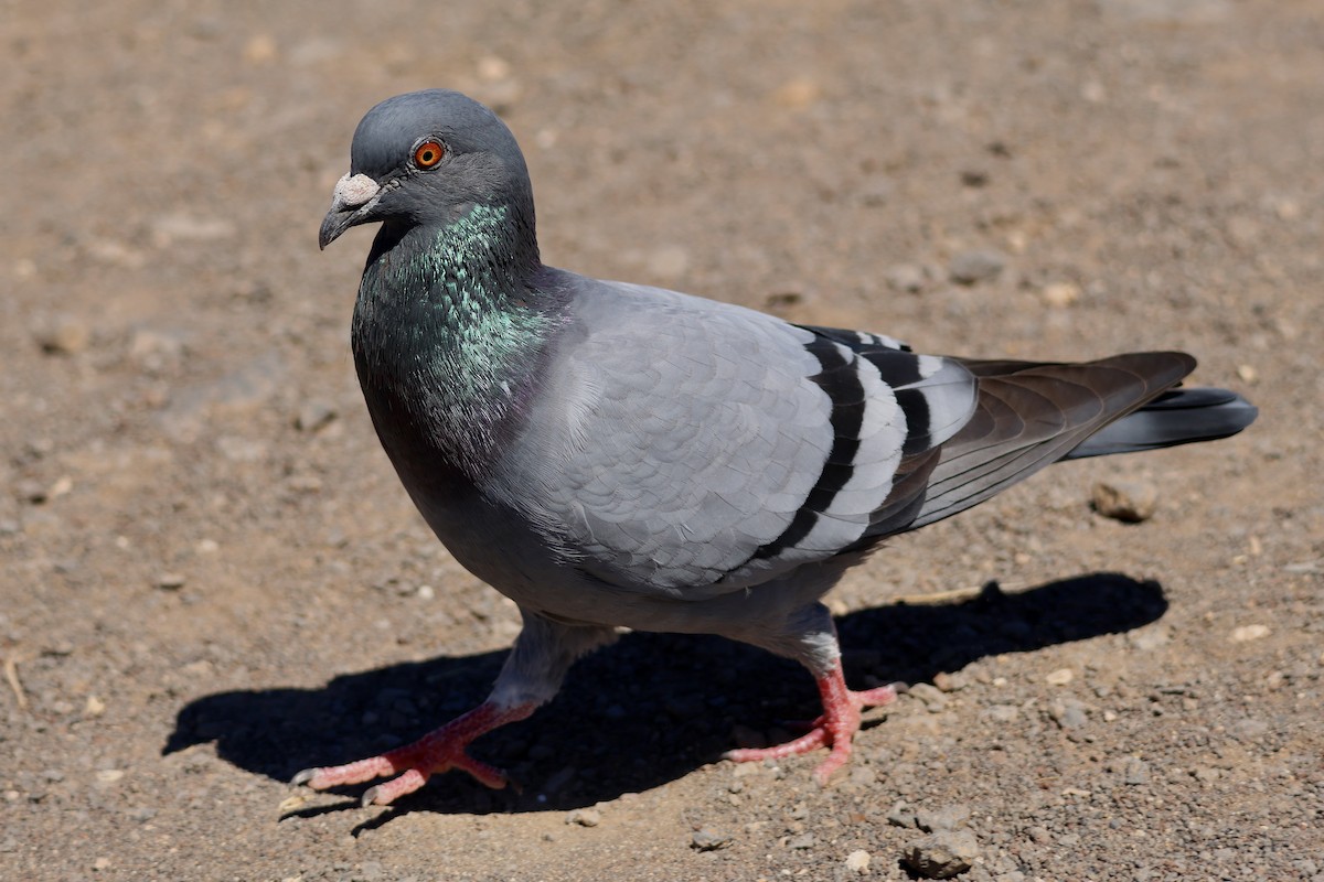 Rock Pigeon (Feral Pigeon) - ML642850229