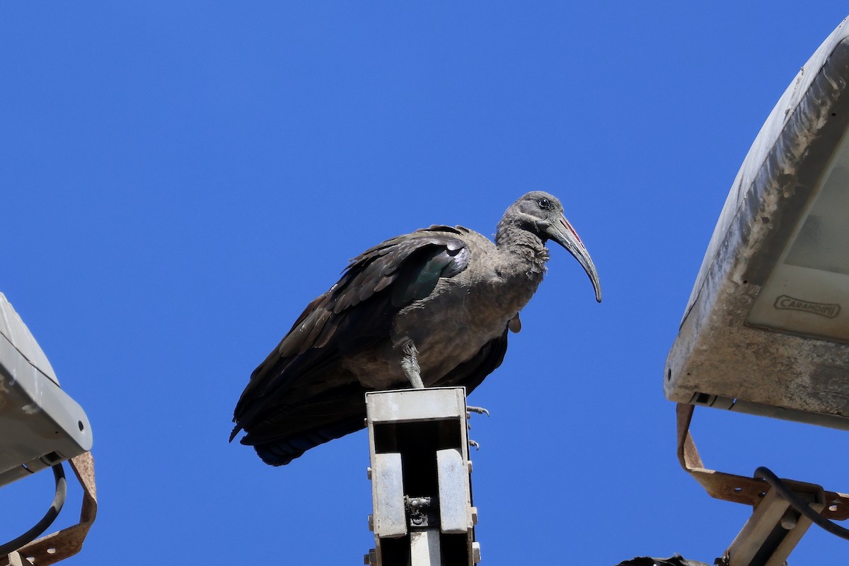 Hadada Ibis - ML642850231