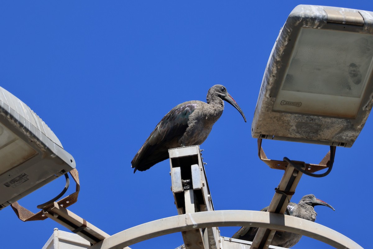 Hadada Ibis - ML642850232
