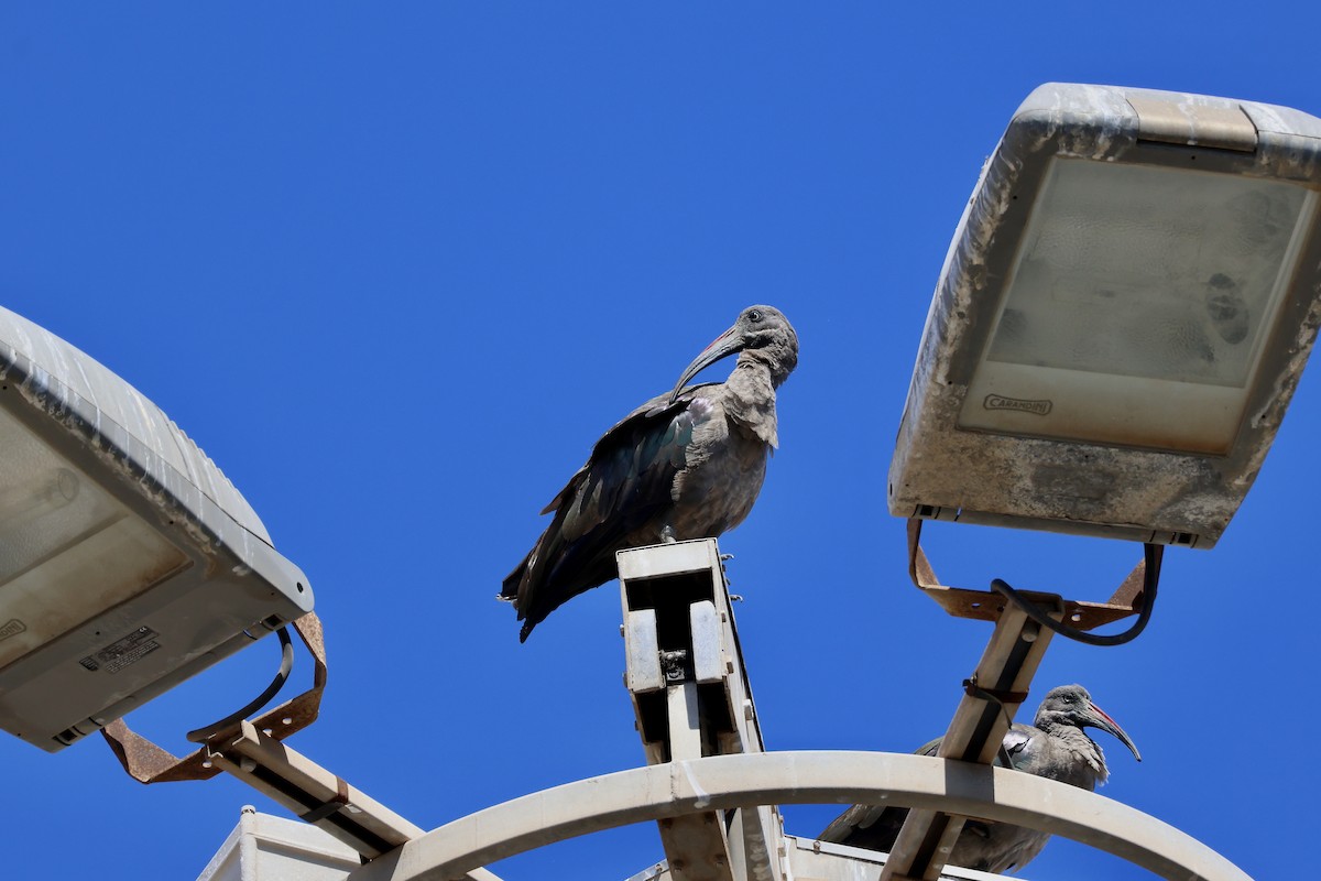 Hadada Ibis - ML642850233