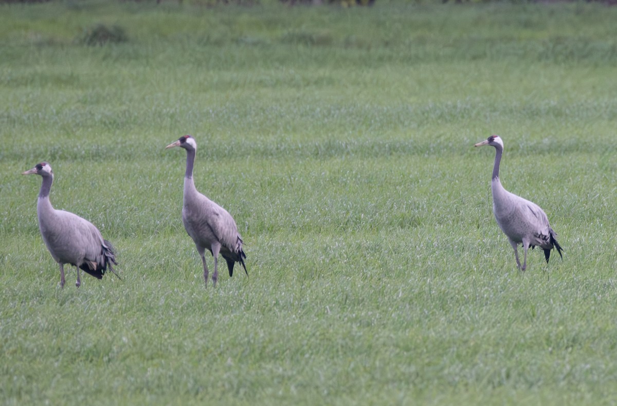 Common Crane - ML642850234