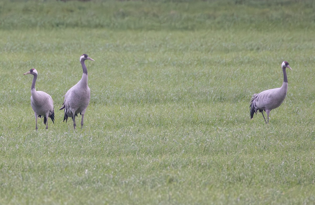 Common Crane - ML642850235