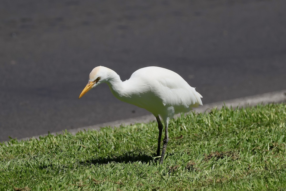 Western Cattle-Egret - ML642850245