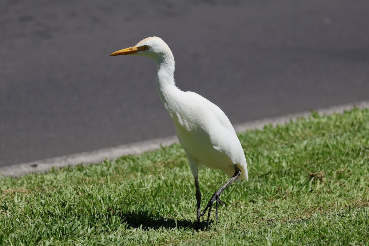 Western Cattle-Egret - ML642850247