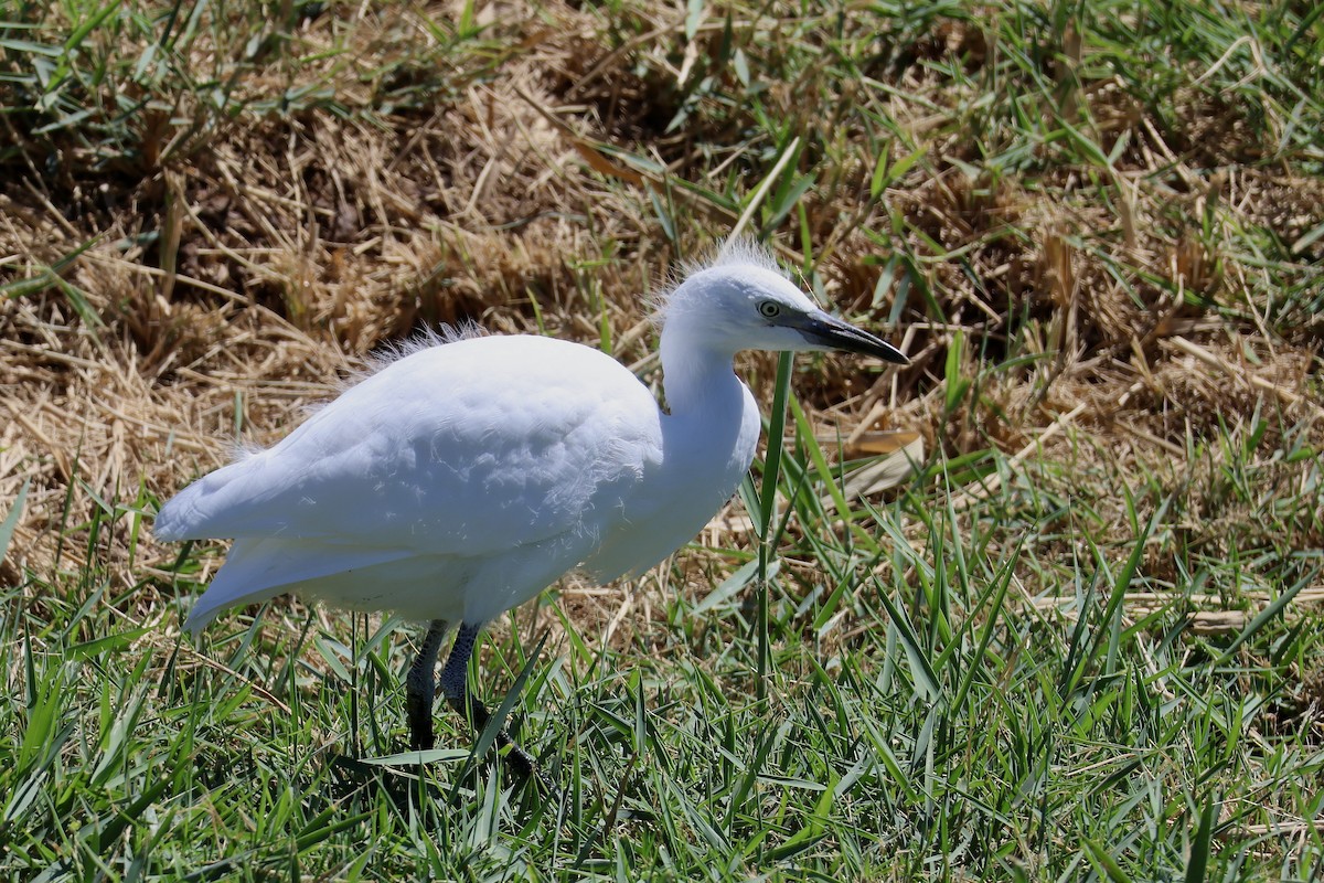 Western Cattle-Egret - ML642850248