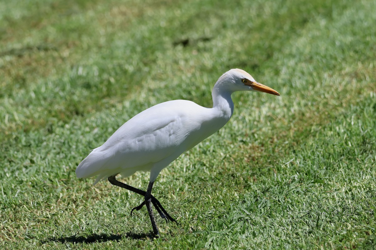 Western Cattle-Egret - ML642850249