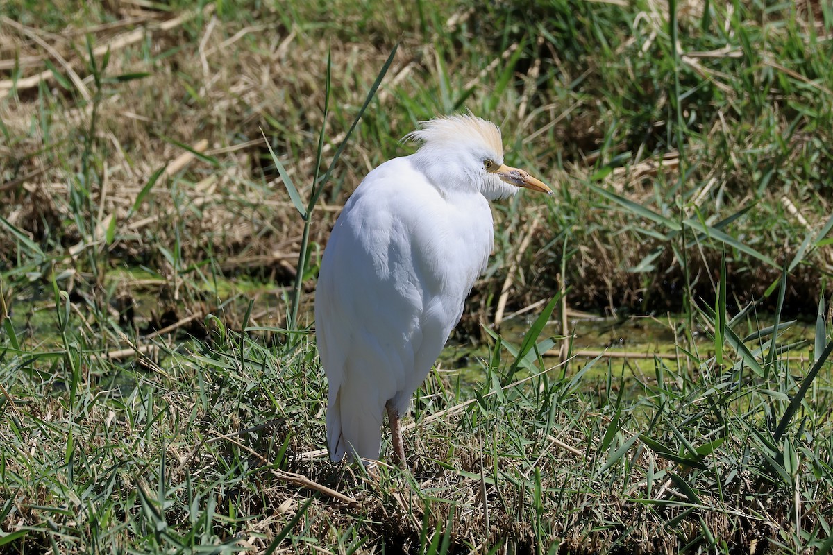 Western Cattle-Egret - ML642850250