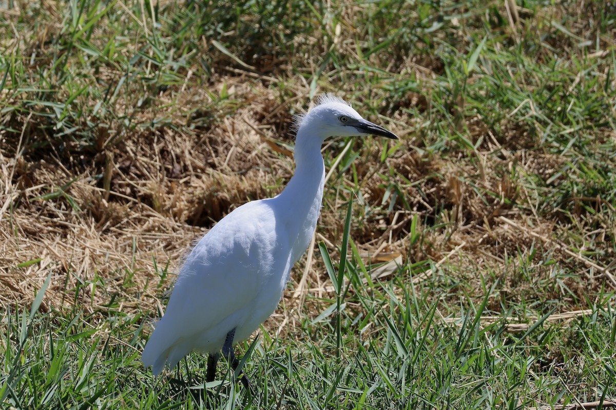 Western Cattle-Egret - ML642850251