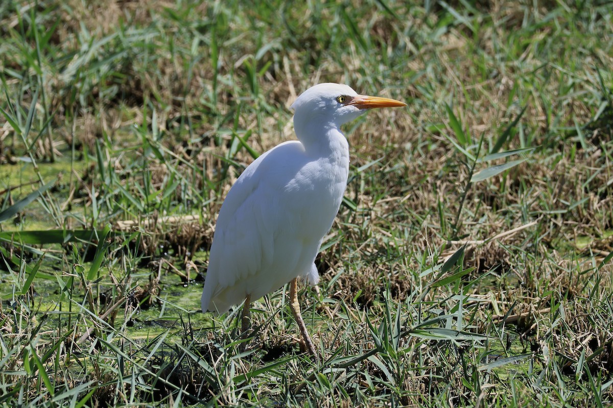 Western Cattle-Egret - ML642850252