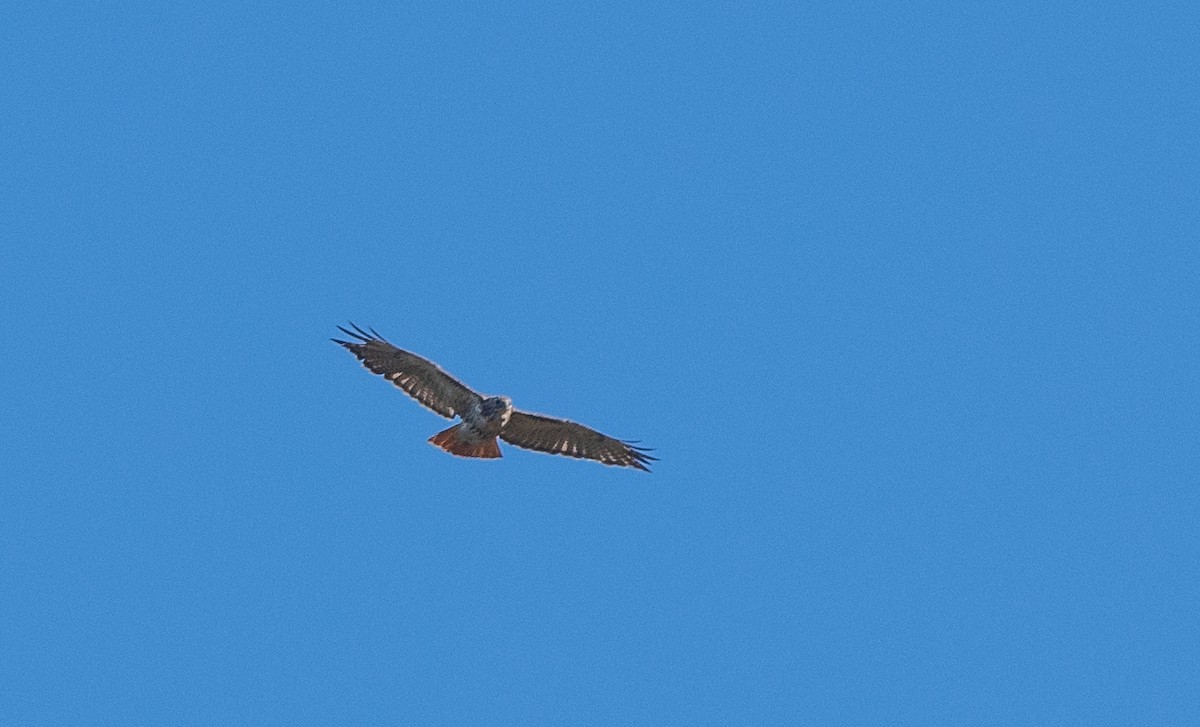 Red-tailed Hawk - ML642850253