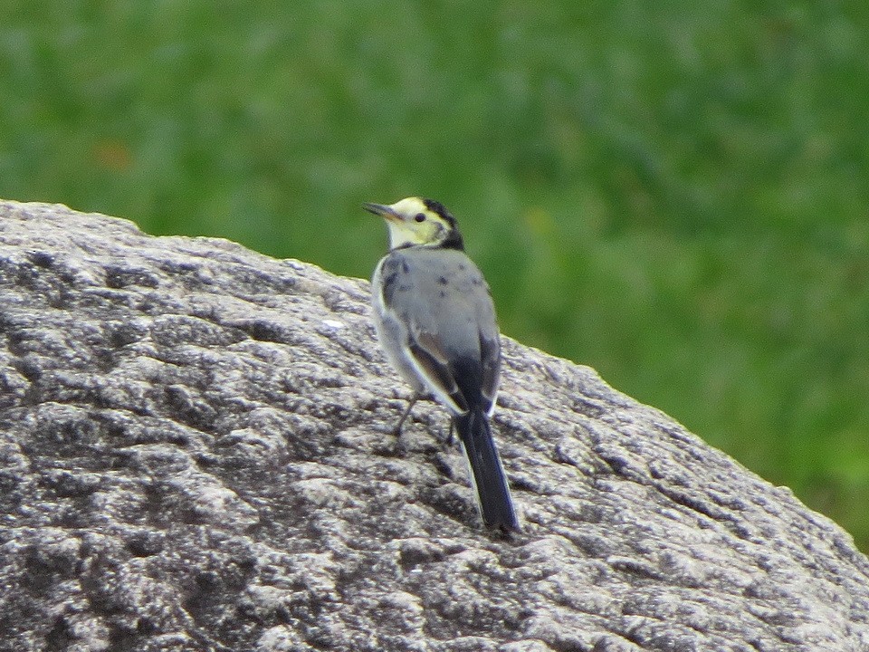 White Wagtail - ML642850276
