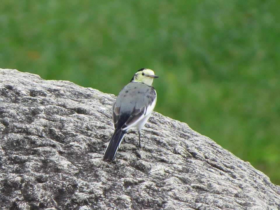 White Wagtail - ML642850278