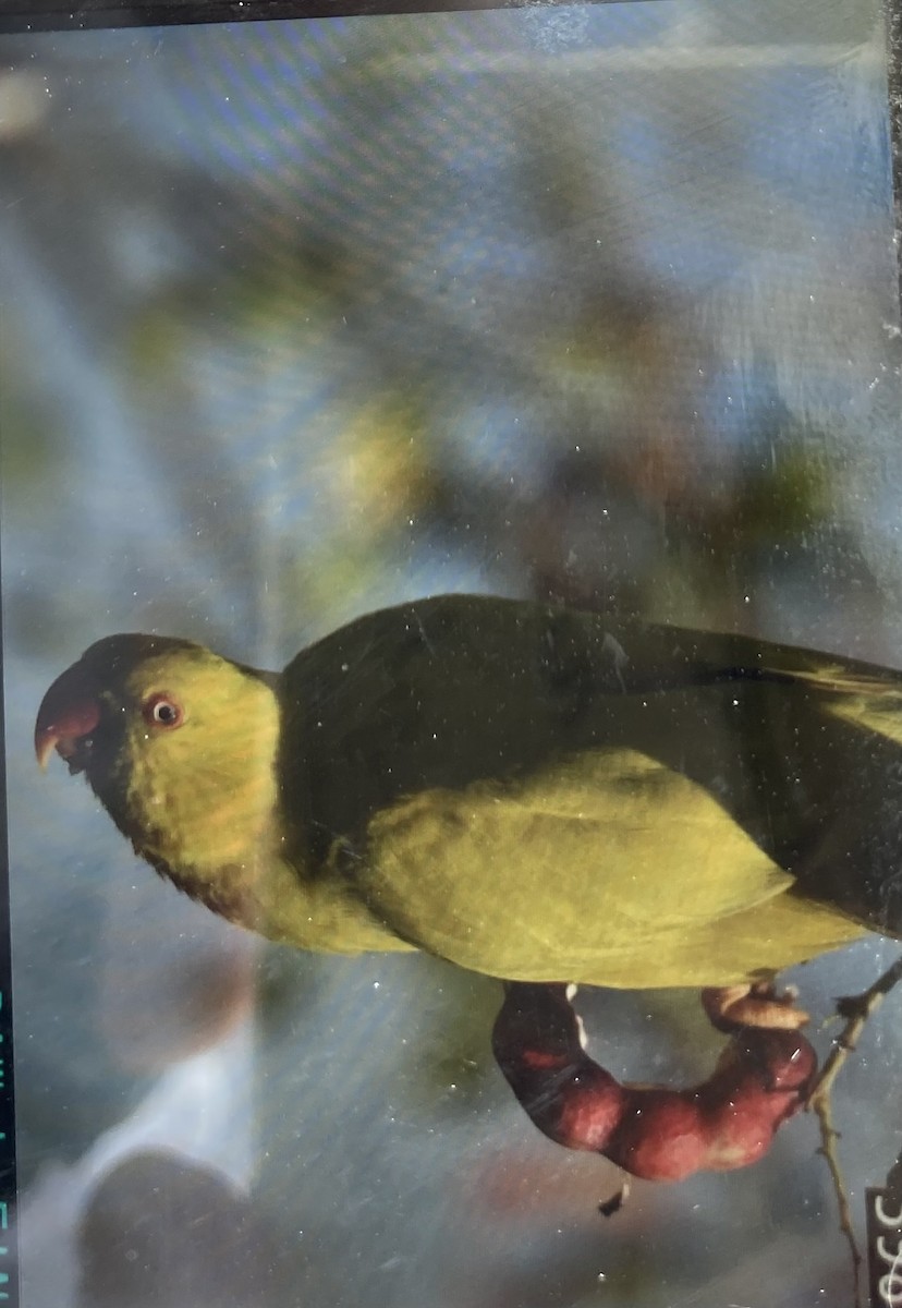 parakeet sp. - ML642850281
