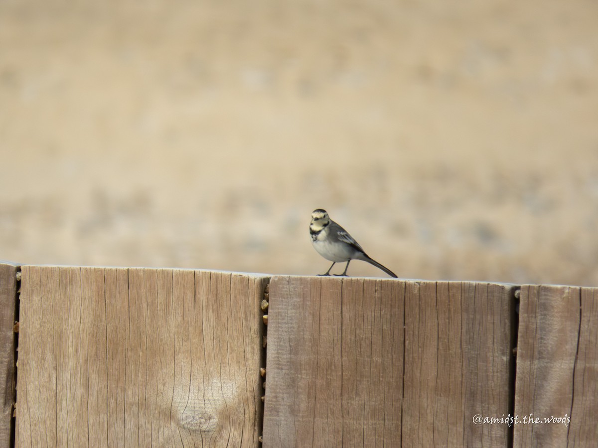 White Wagtail - ML642850283
