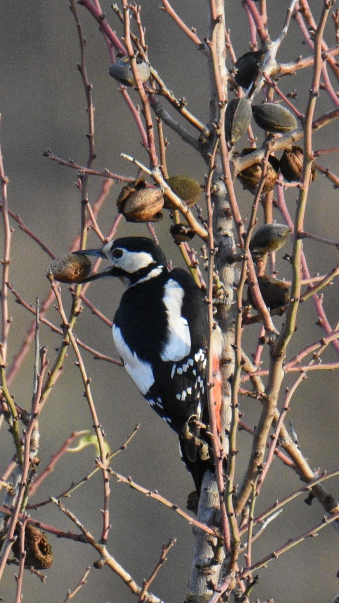 Pic épeiche - ML642850287