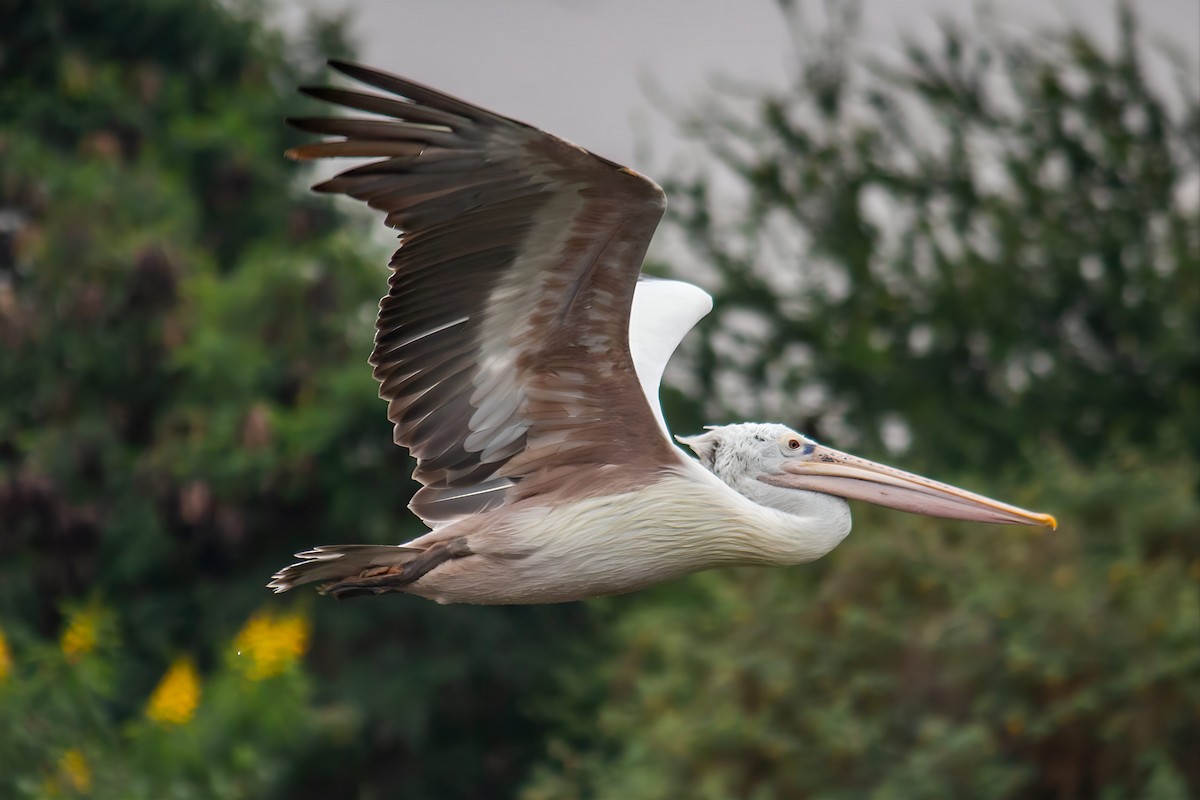 Spot-billed Pelican - ML642850288