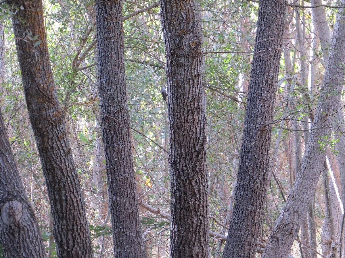 Short-toed Treecreeper - ML642850293