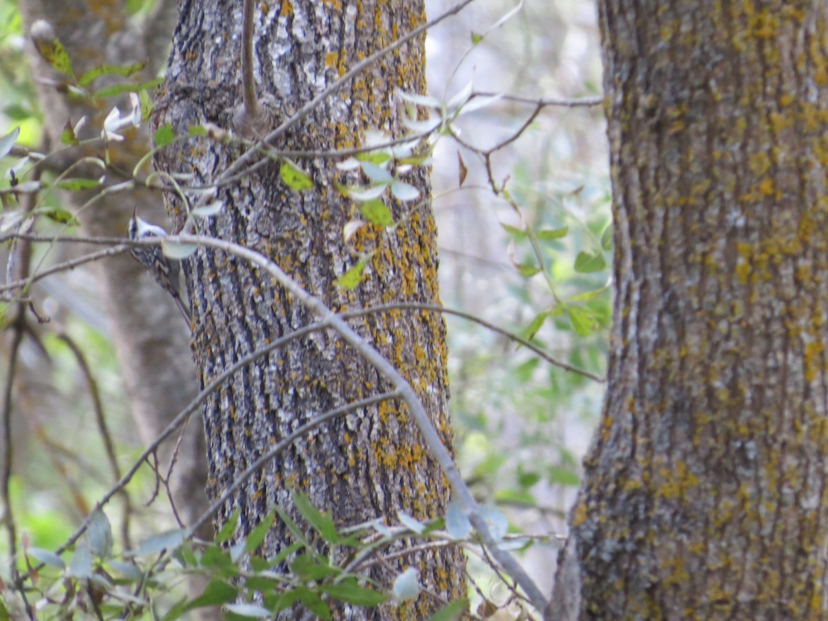 Short-toed Treecreeper - ML642850302