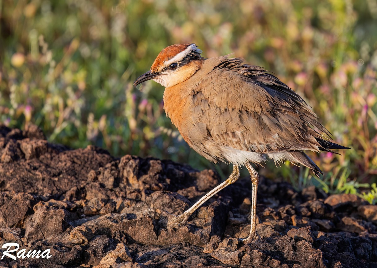 Indian Courser - ML642850320