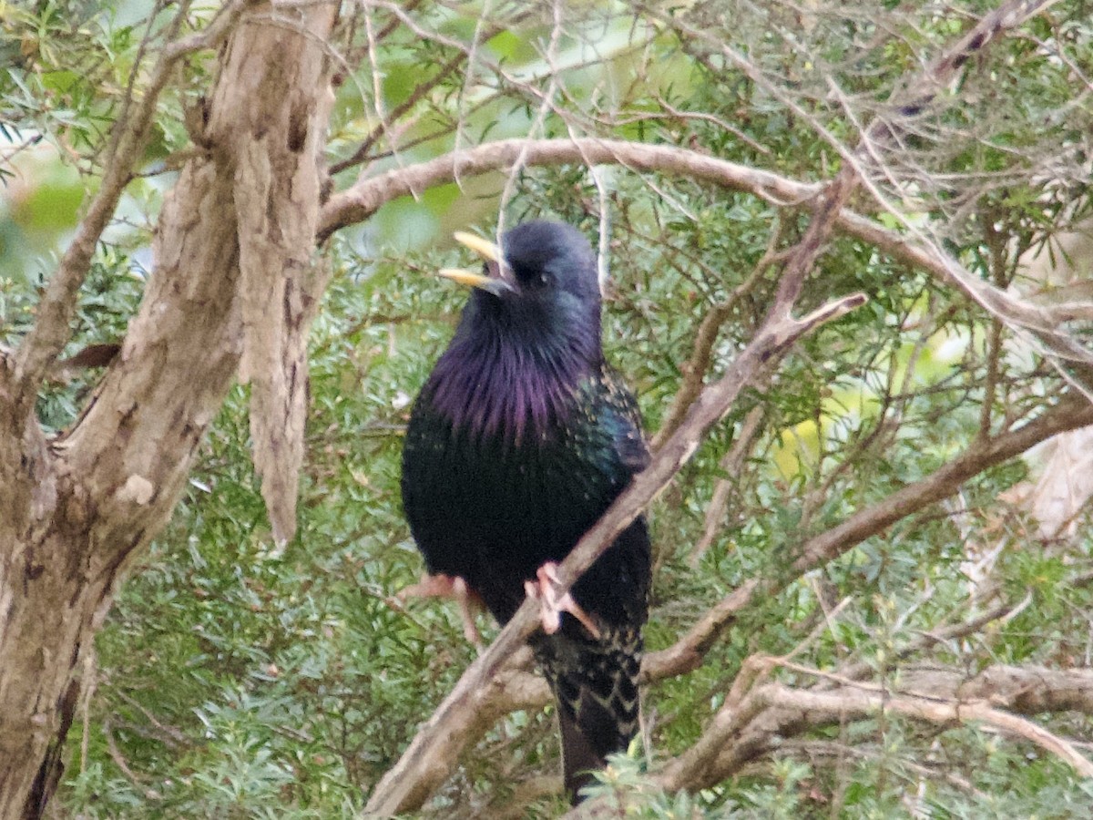 歐洲椋鳥 - ML642850327