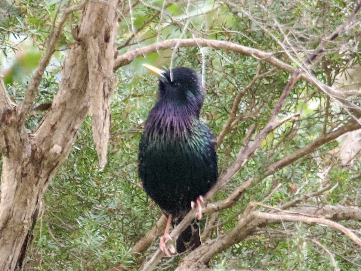 歐洲椋鳥 - ML642850328