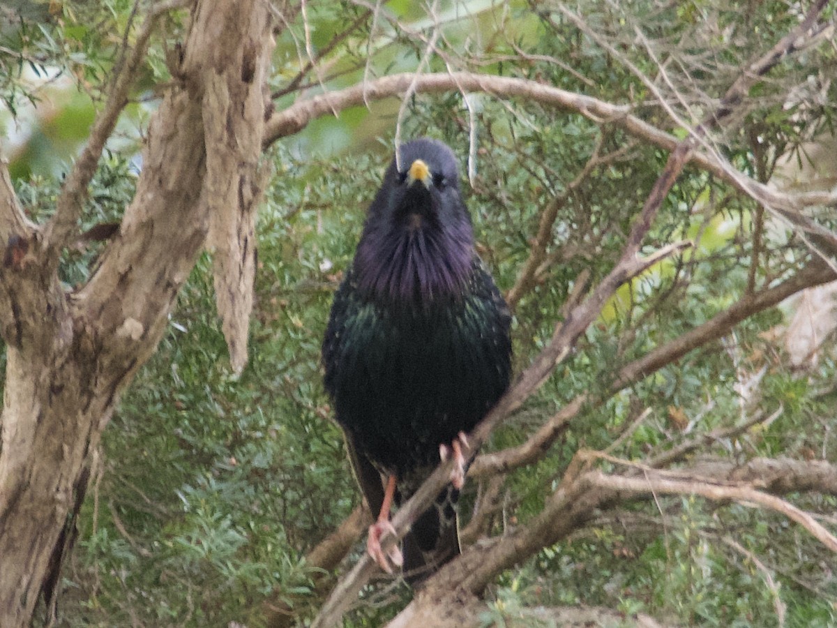 歐洲椋鳥 - ML642850329