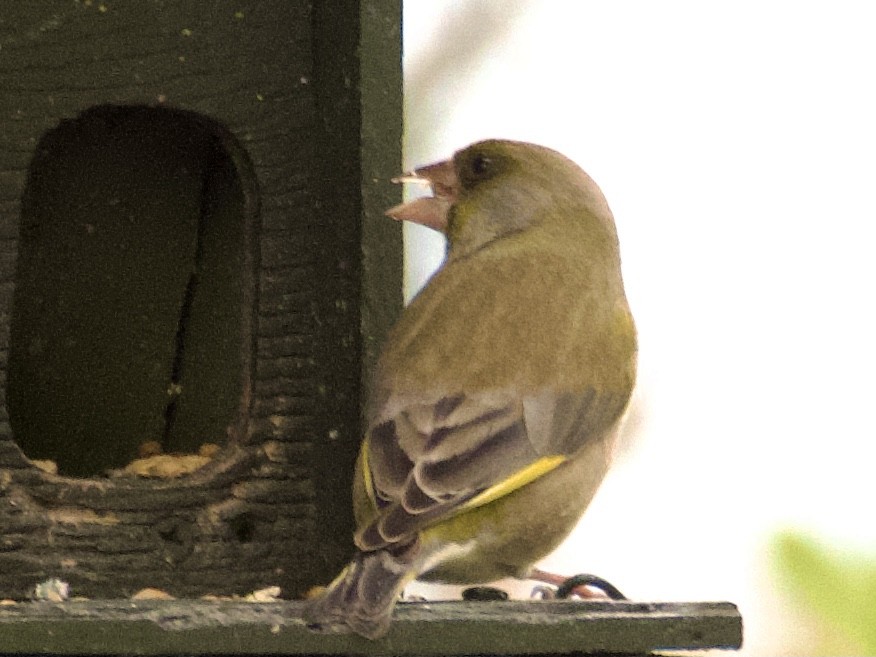 European Greenfinch - ML642850343