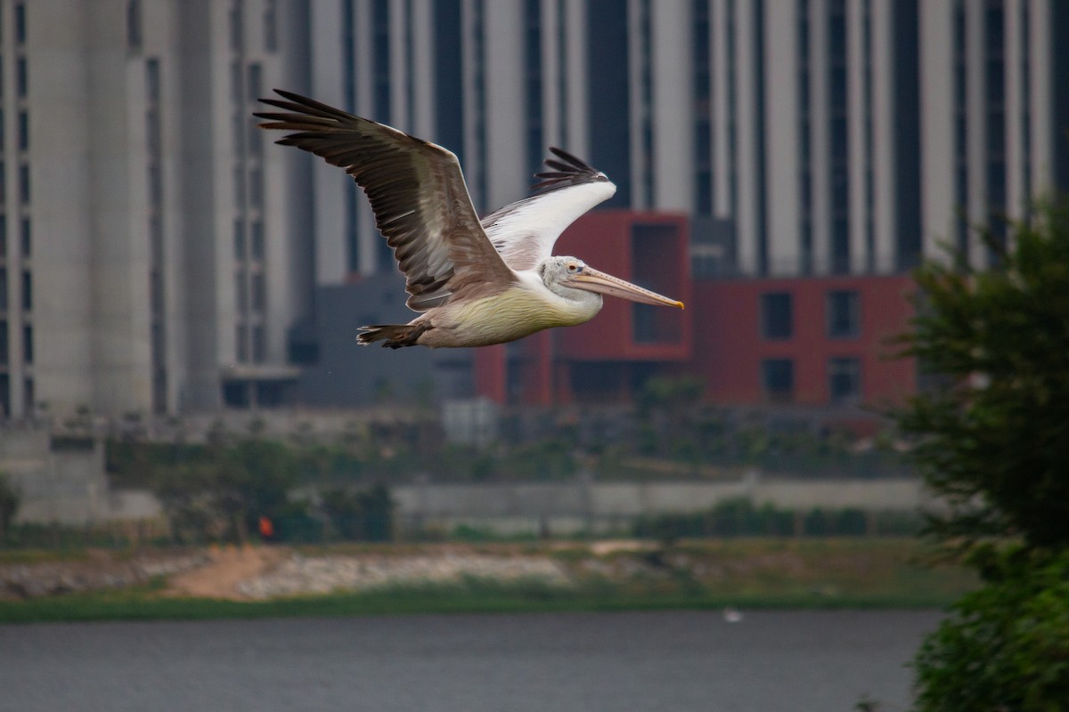 Spot-billed Pelican - ML642850351
