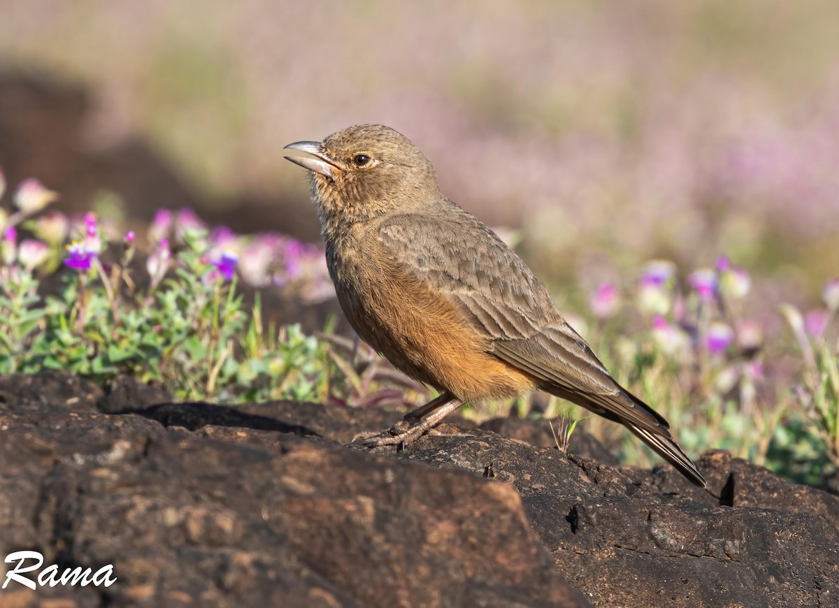 Rufous-tailed Lark - ML642850353
