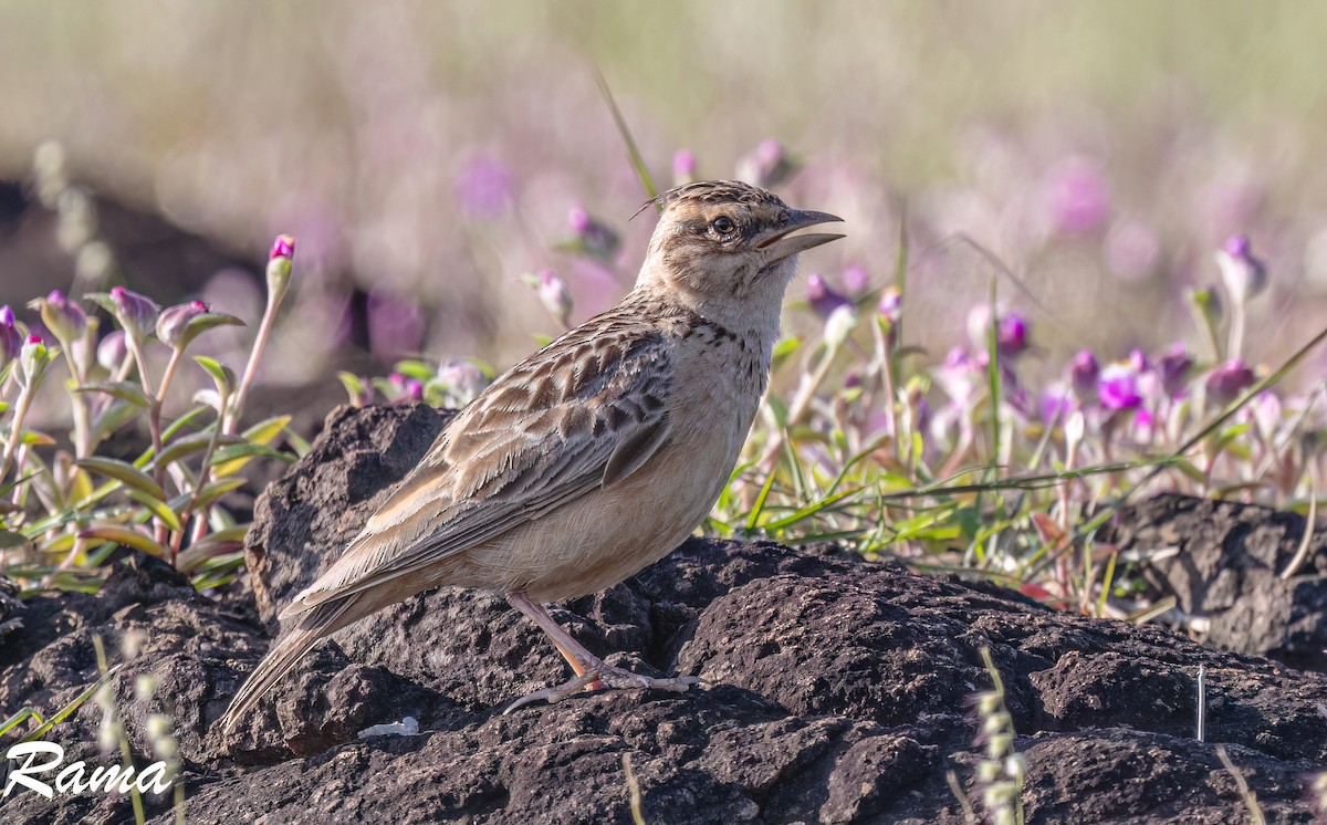 Tawny Lark - ML642850357