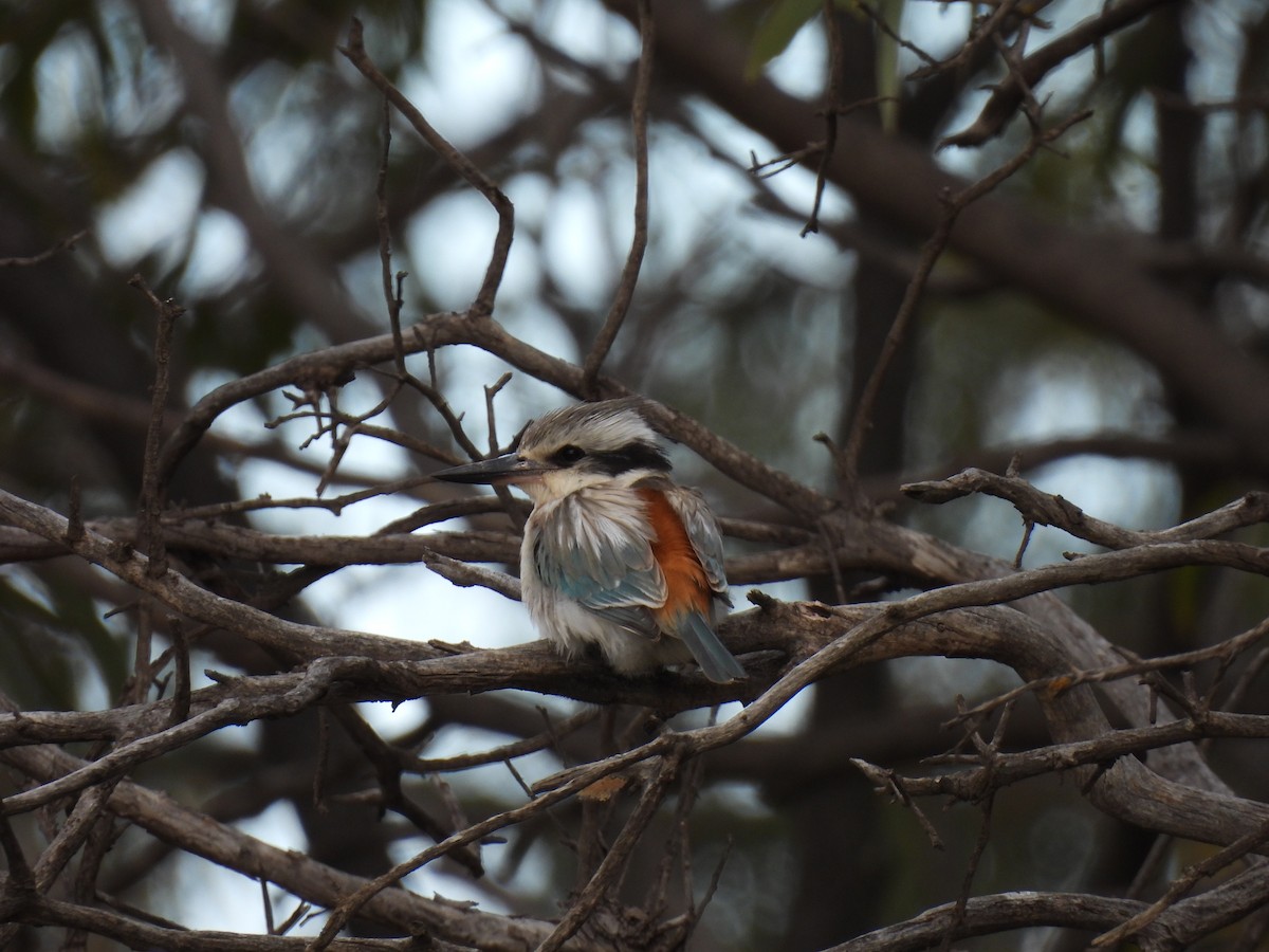 Red-backed Kingfisher - ML642850362