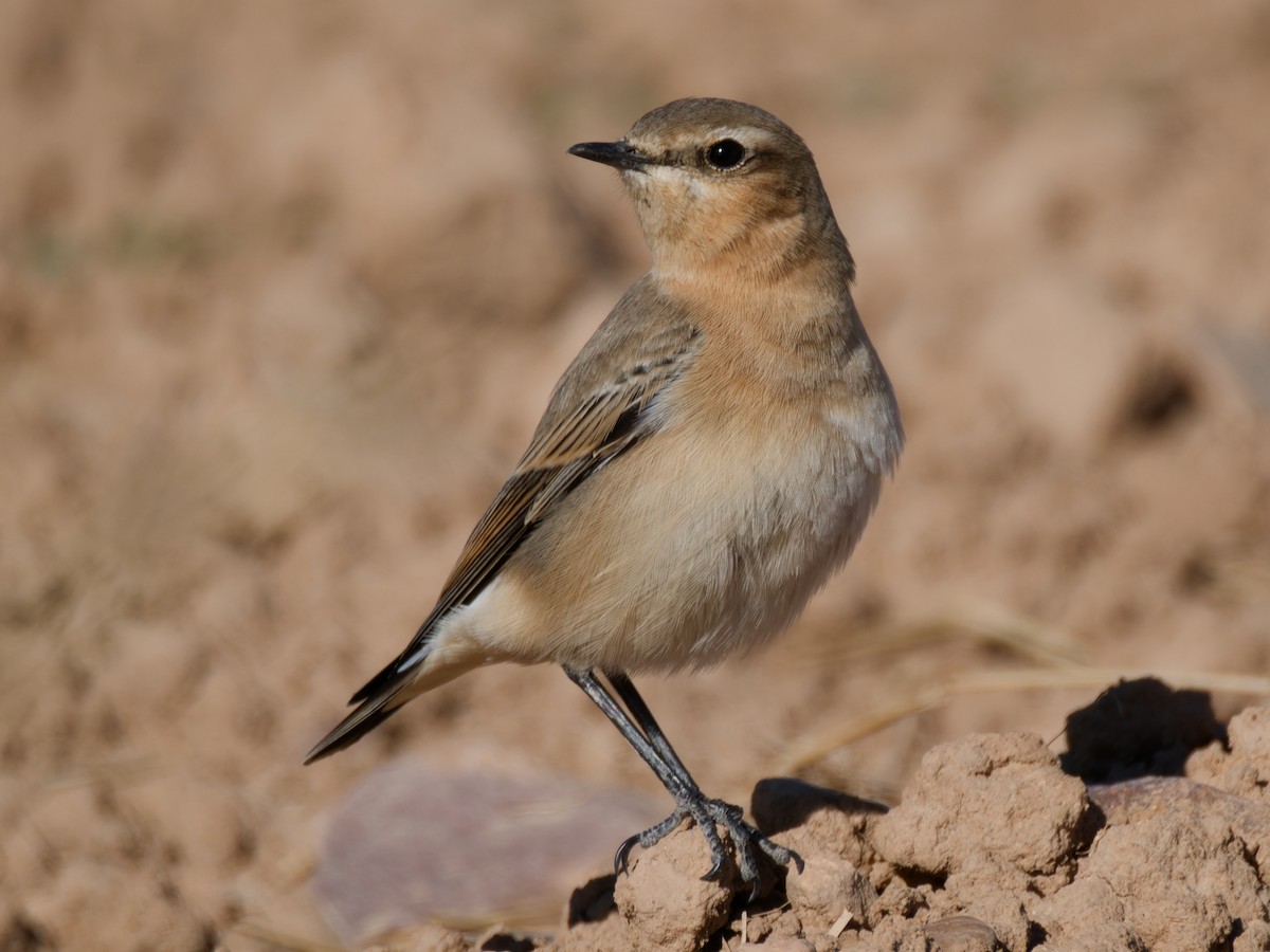 Northern Wheatear - ML642850364