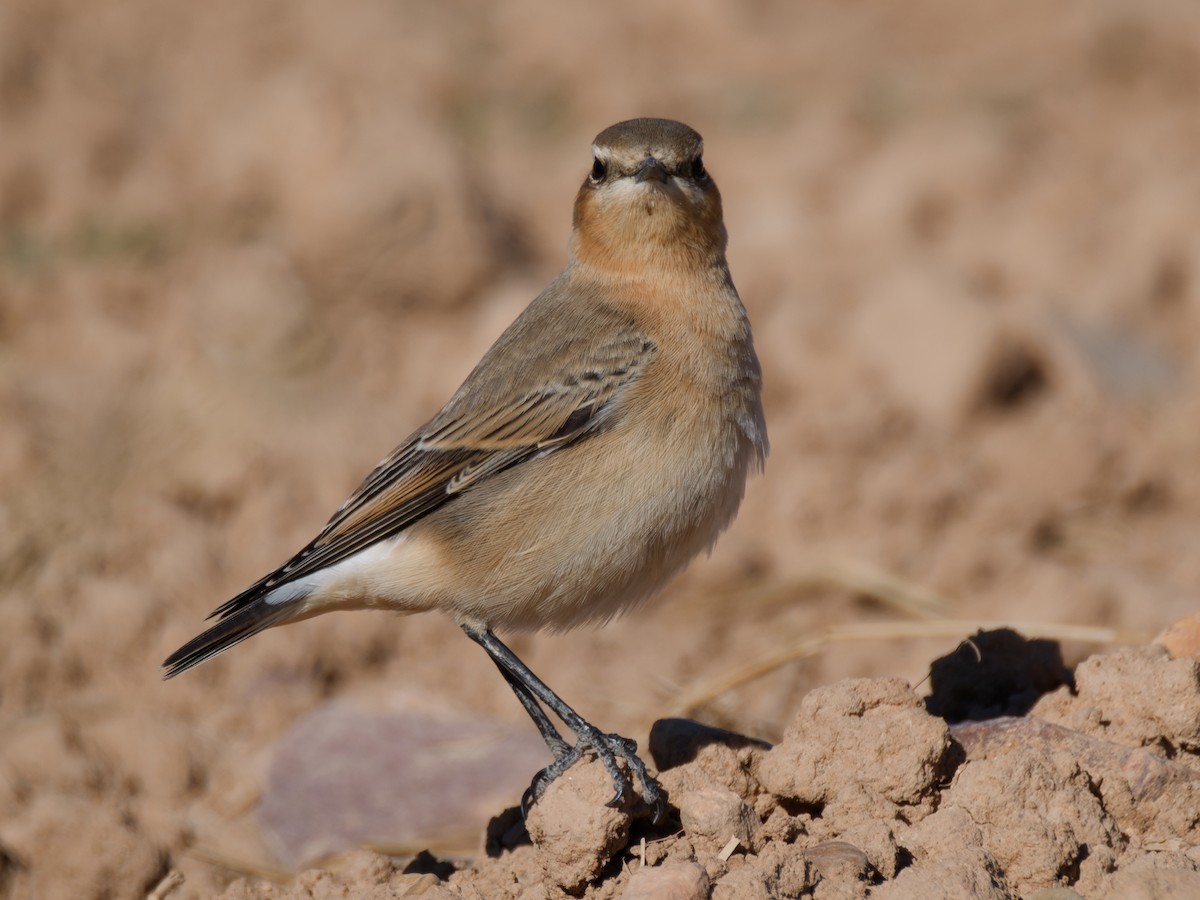 Northern Wheatear - ML642850365