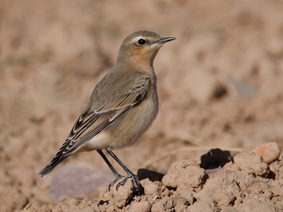 Northern Wheatear - ML642850366